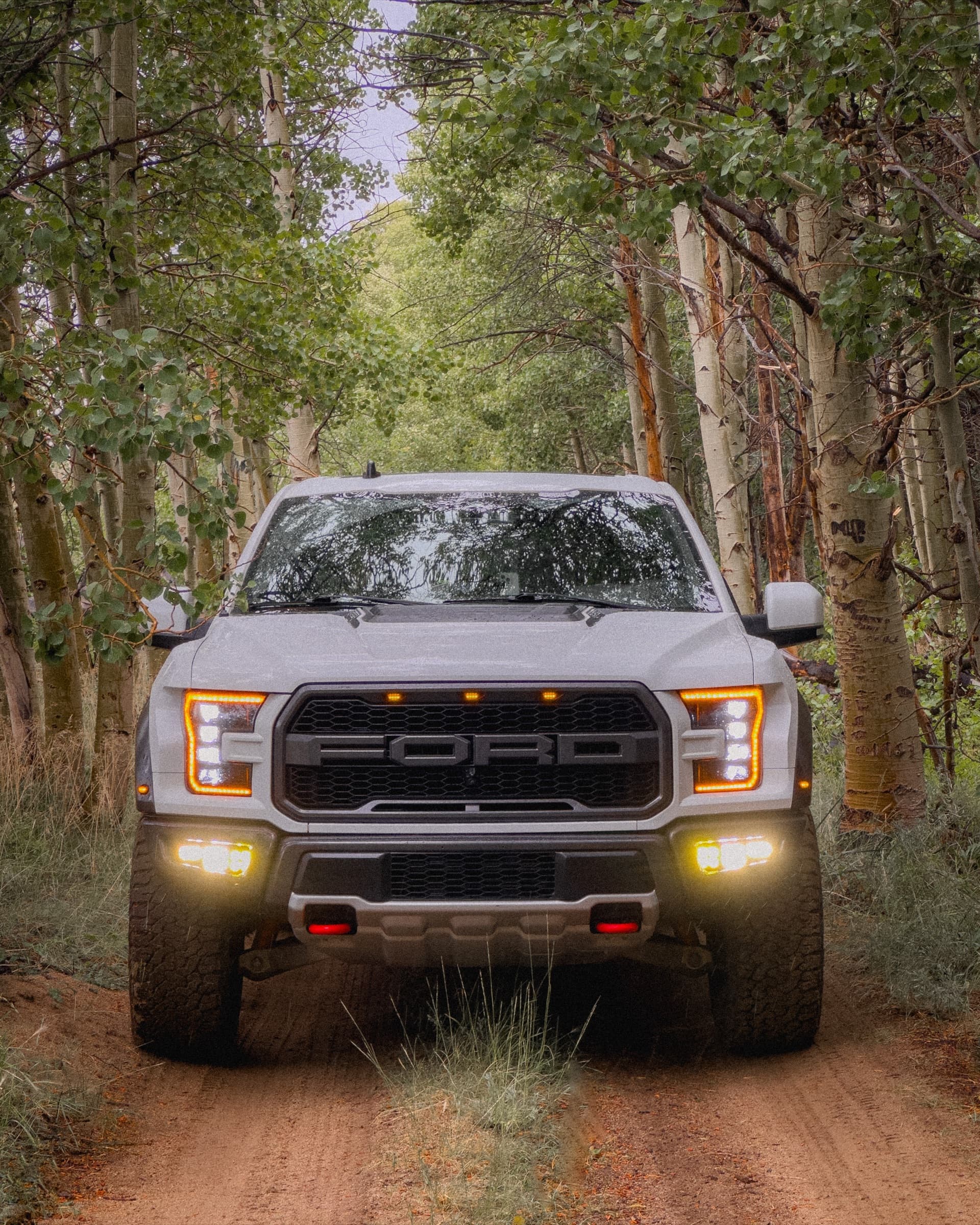 Raptor in the aspens. Lights on. Moody.